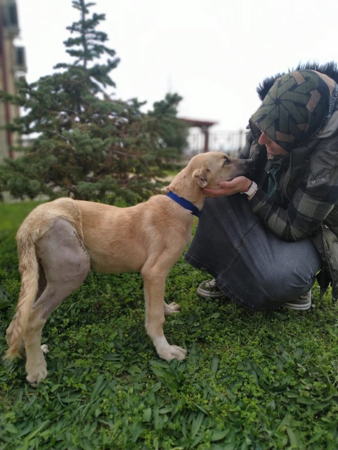 "Uyutulması Gerekiyor" Denilen Sokak Köpeği Patilik’te İyileşti