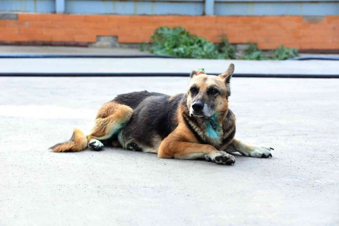Bayraklı’da Yaralı Halde Bulunan Köpek Kanseri Yendi