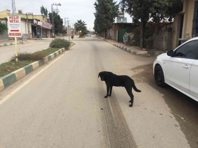 Sürücü Köpeğin Üzerinden Geçti: O Anlar Kamerada