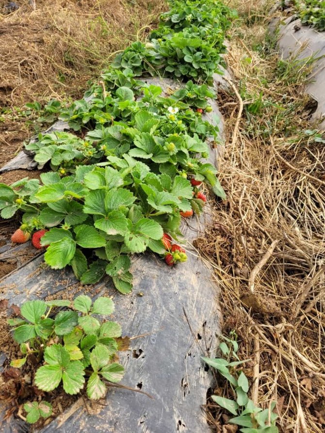 Aydın’da Çilekler Bahara Hazırlanıyor