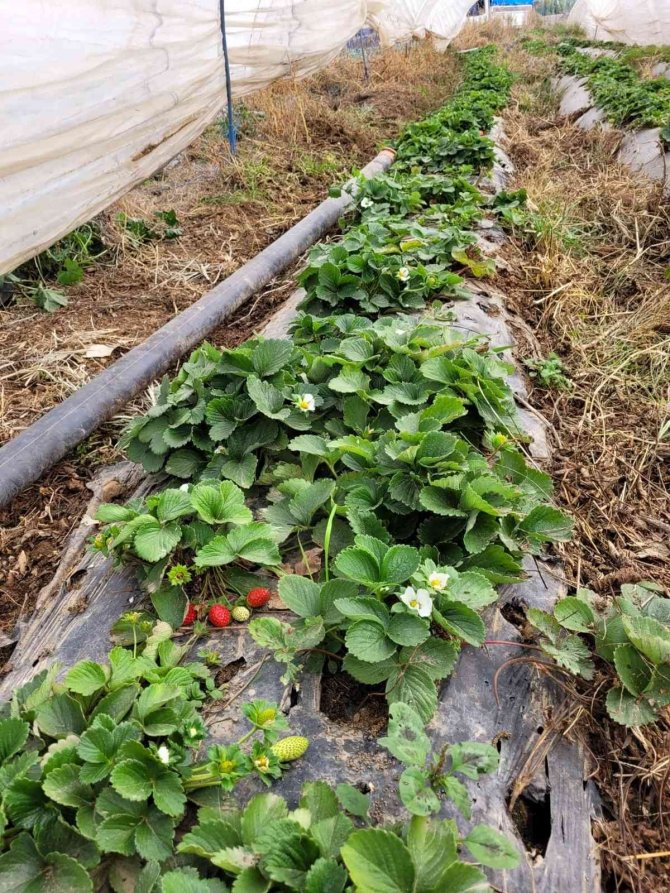 Aydın’da Çilekler Bahara Hazırlanıyor