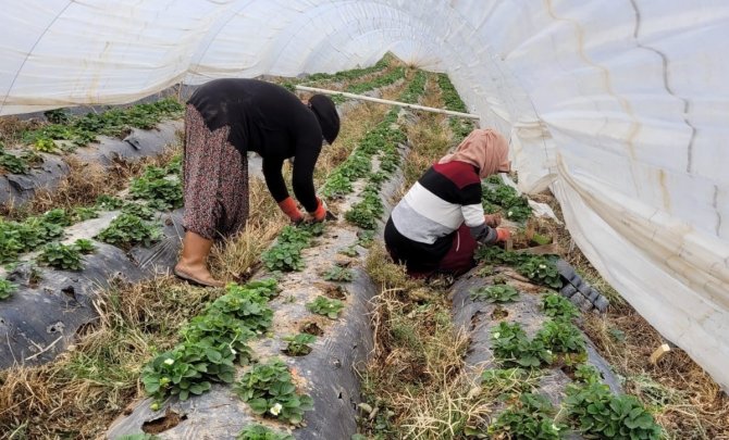 Aydın’da Çilekler Bahara Hazırlanıyor