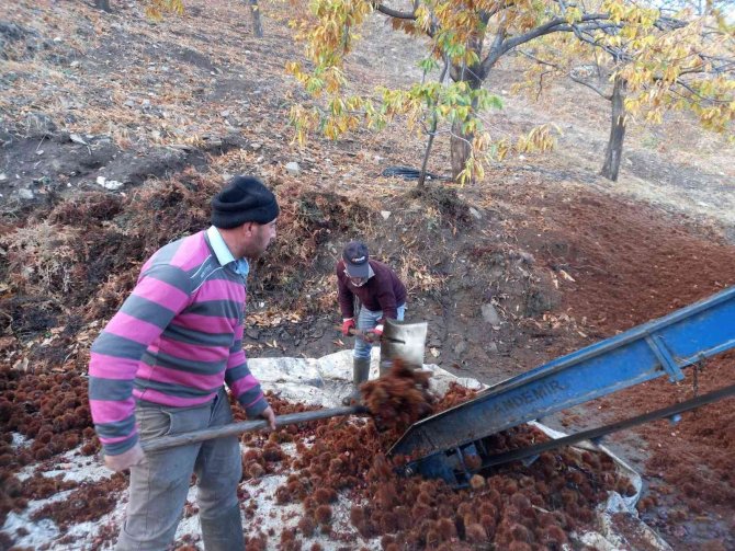 Kestanelerin Sofralara Yolculuğu Başladı