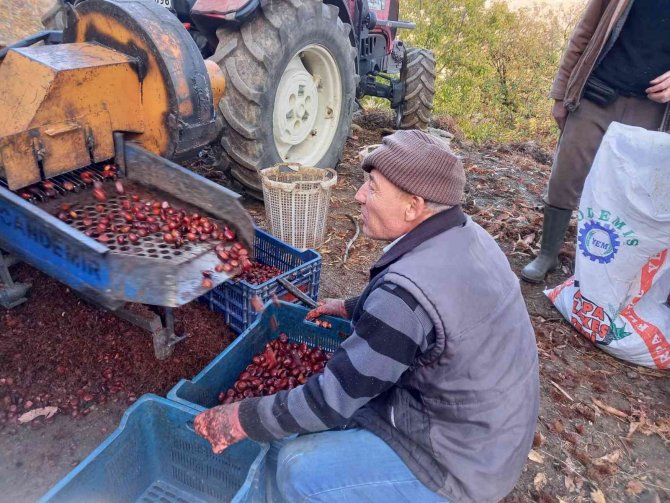 Kestanelerin Sofralara Yolculuğu Başladı