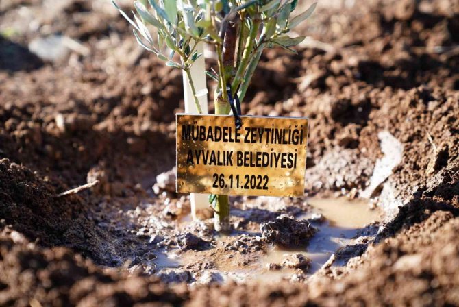 Dünya Zeytin Ağacı Günü’nde Zeytin Diktiler
