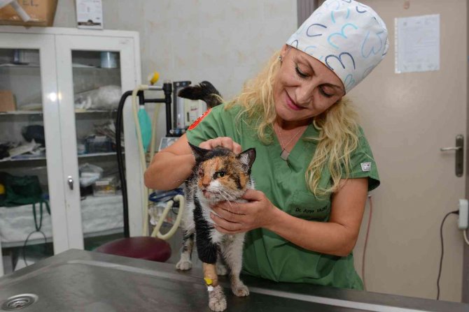 Trafik Kazasında Ağır Yaralanan Kedi, Ameliyatla Hayata Döndürüldü