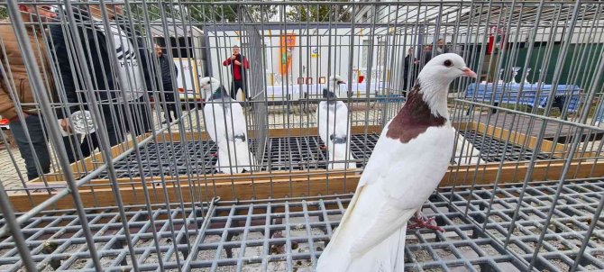 2022’nin En Güzel Dolapçı Güvercinleri Belirlendi