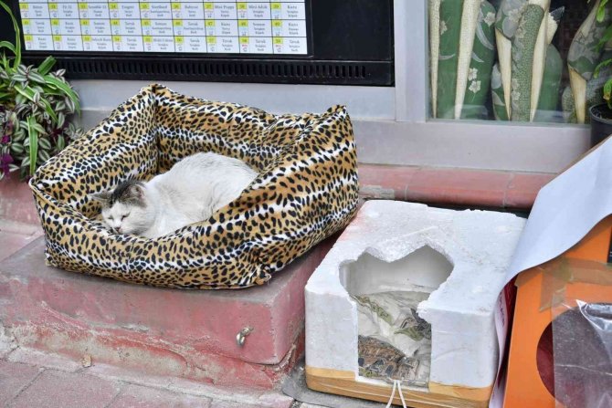 Fatih’te Evi Parçalanan Kedi Yeni Yuvasına Kavuştu