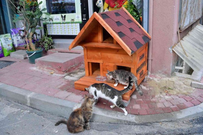 Fatih’te Evi Parçalanan Kedi Yeni Yuvasına Kavuştu