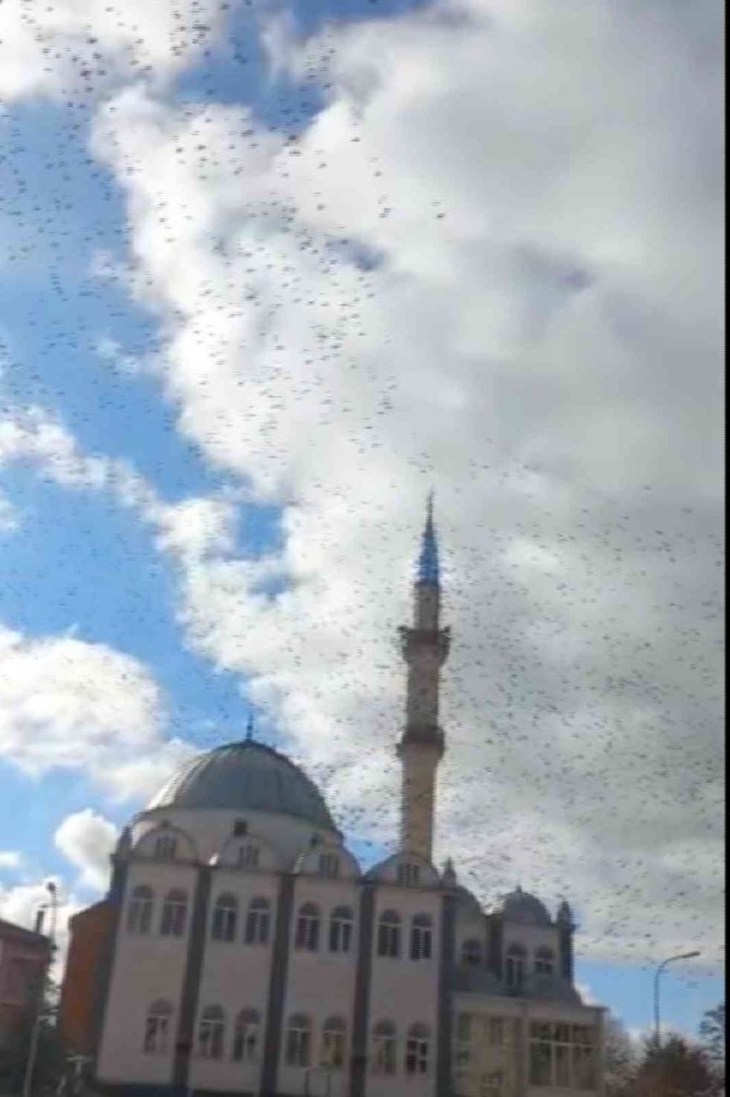 Göçmen Kuşların Cami Çevresindeki Görüntüsü Görsel Şölen Oluşturdu