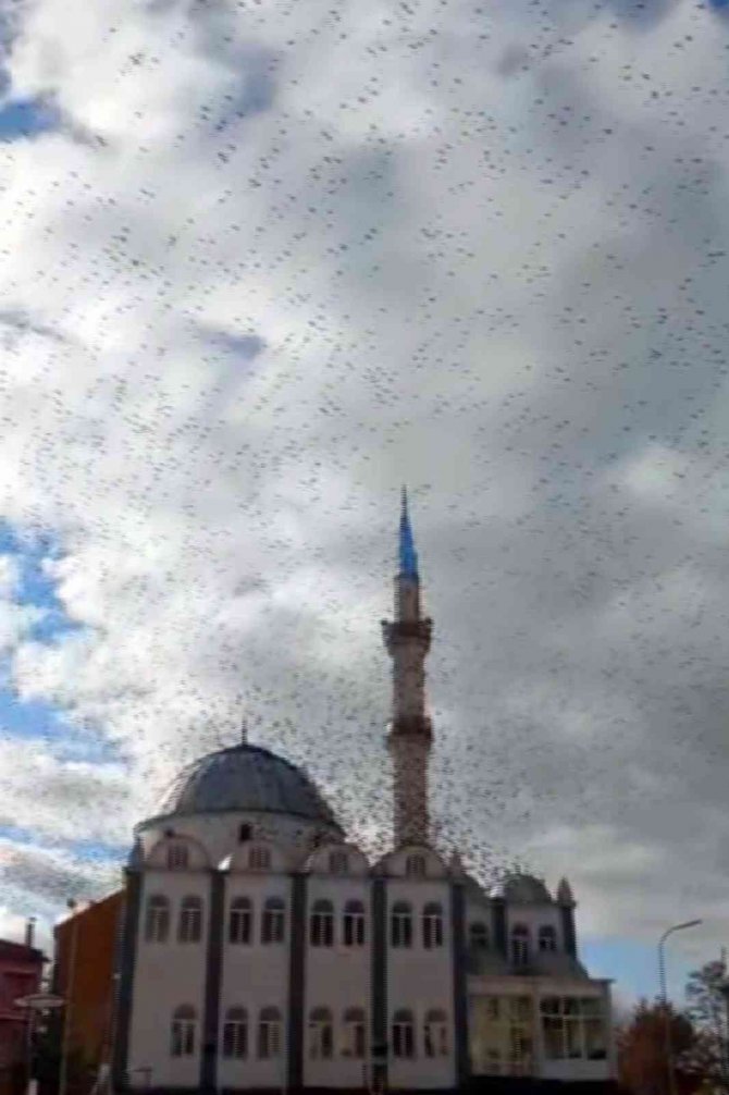 Göçmen Kuşların Cami Çevresindeki Görüntüsü Görsel Şölen Oluşturdu