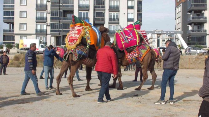 Balıkesir’de Develer İçin Havut Hayrı Yapıldı
