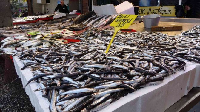Karadeniz’de Palamuttan Sonra Hamsi Bereketi