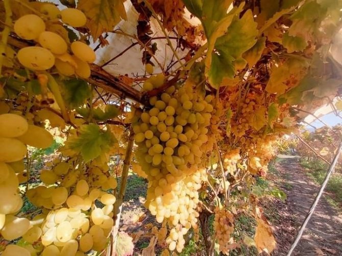 Sonbaharda Sararan Üzüm Bağlarında Isırgan Otu Bereketi