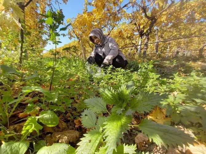 Sonbaharda Sararan Üzüm Bağlarında Isırgan Otu Bereketi