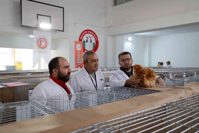 Menteşe’de Kümes Hayvanları Gösterisi