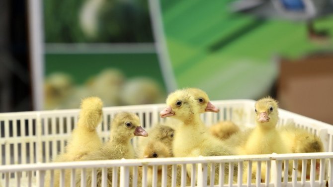 Çarşamba Belediyesi’nden Kaz Yetiştiriciliğine Büyük Katkı