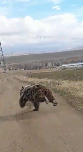 Dev Ayı Arazide Böyle Görüntülendi