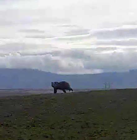 Dev Ayı Arazide Böyle Görüntülendi