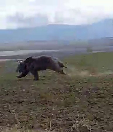 Dev Ayı Arazide Böyle Görüntülendi