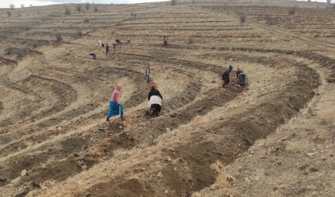 Tunceli’de 56 Bin Fidan Toprakla Buluştu