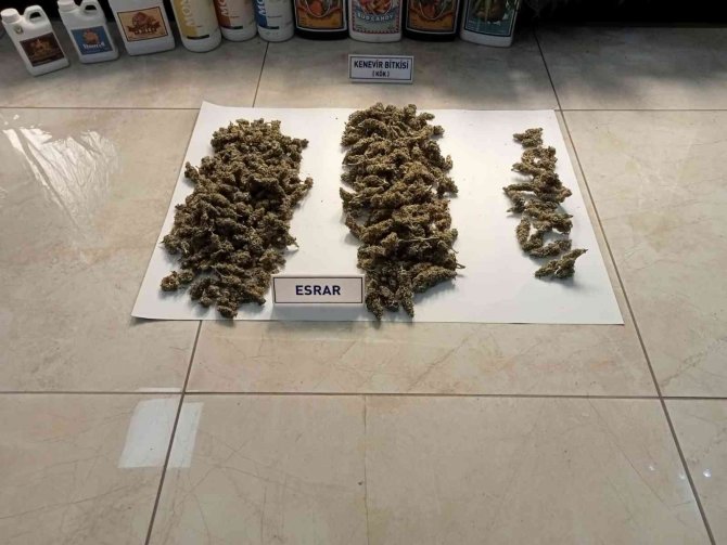 Dairelerine Düzenek Kurup Uyuşturucu Yetiştiren Zehir Tacirlerine Operasyon: 138 Gözaltı