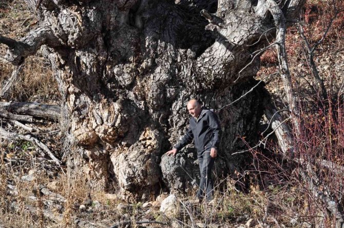 Türkiye’nin En Geniş Gövdeli Ceviz Ağacı İçin Tescil Başvurusu Yapıldı
