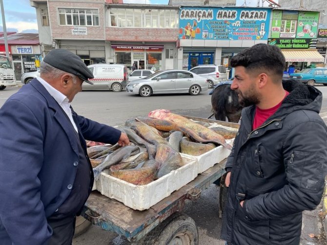 Ardahan’da Boyları 1,5 Metreyi Aşan 5 Yayın Balığı Yakalandı