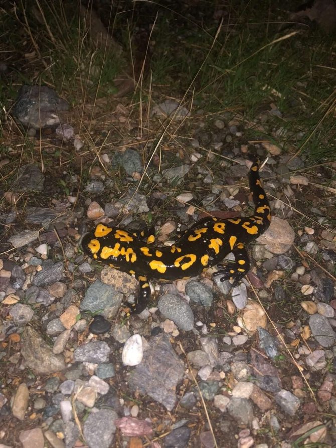 Batman’da Nesli Tehdit Altında Olan ’Sarı Benekli Semender’ Görüldü