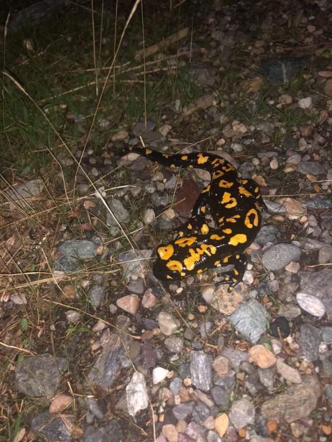 Batman’da Nesli Tehdit Altında Olan ’Sarı Benekli Semender’ Görüldü