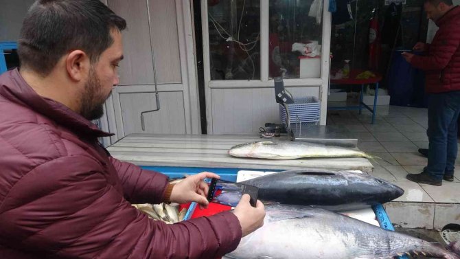 Bu Balıkları Görenler Dönüp Bir Daha Bakıyor, Fotoğraf Çekiyor