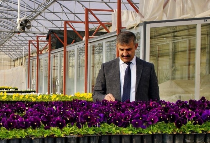 Üniversitede Yetiştirilen Çiçekler, Şehrin Sokaklarını Renklendiriyor