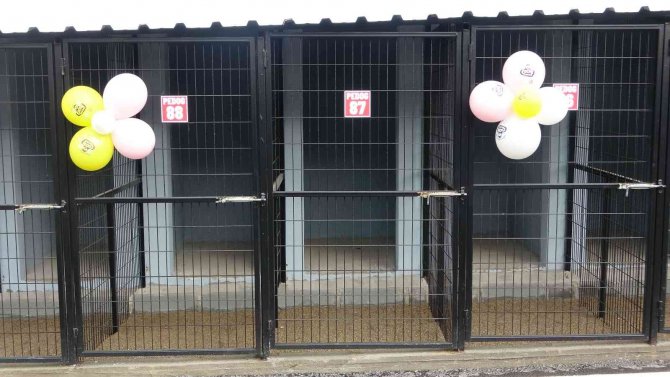 Cumhurbaşkanı Talimat Verdi, Uşak Hayvan Barınağı Yeni Yüzüyle Açıldı