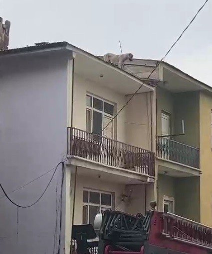 Binanın Çatısında Mahsur Kalan Köpeği, İtfaiye Kurtardı