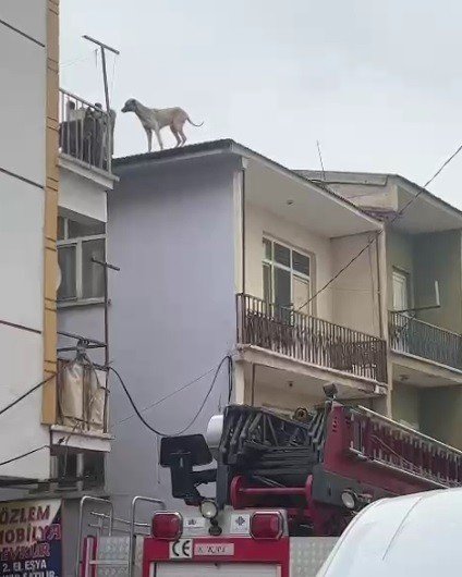 Binanın Çatısında Mahsur Kalan Köpeği, İtfaiye Kurtardı