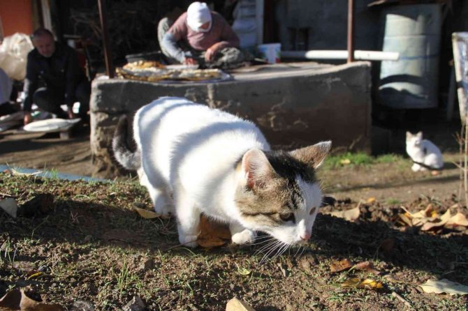 Bu Da ’Ekmeğinin Peşinde Koşan’ Kedi