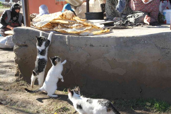 Bu Da ’Ekmeğinin Peşinde Koşan’ Kedi