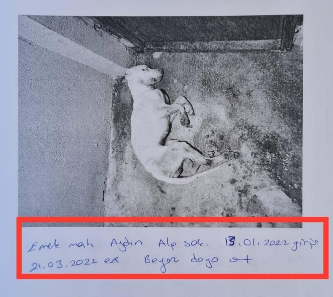 Skandal Görüntülere İlginç Savunma