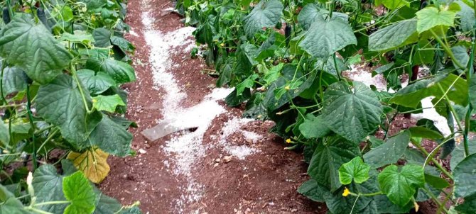 Antalya’da Dolu, Portakal Bahçelerine Ve Seralara Zarar Verdi
