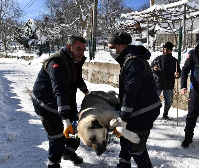 Osmangazi’de Her Canlı Değerli