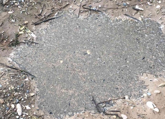 Kahramanmaraş’ta Balık Ölümleri Üzerine Harekete Geçildi