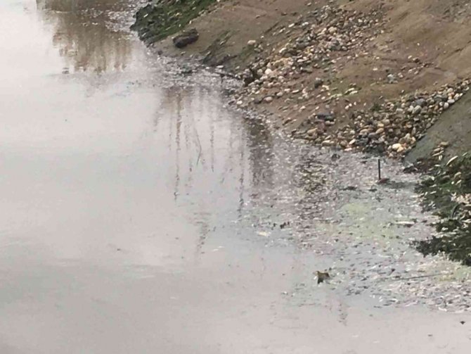 Kahramanmaraş’ta Balık Ölümleri Üzerine Harekete Geçildi