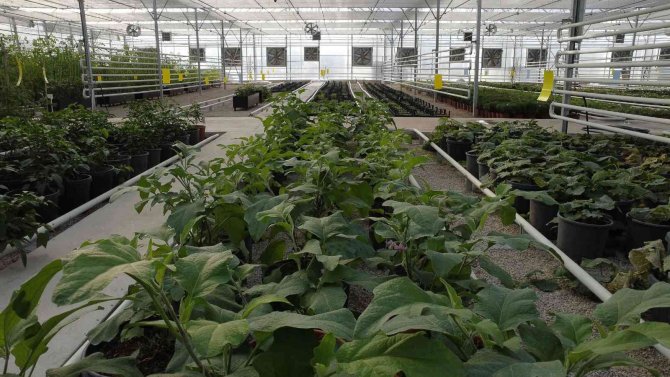 Keçiören’deki Akıllı Serada Onlarca Tür Bitki Yetiştiriliyor