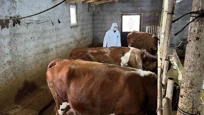 Şaphane’de Büyükbaş Hayvancılık İşletmelerinde Sağlık Taraması