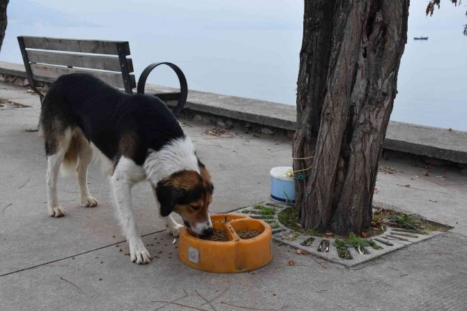 Sokaktaki Canlar Mamaya Kolayca Ulaşıyor