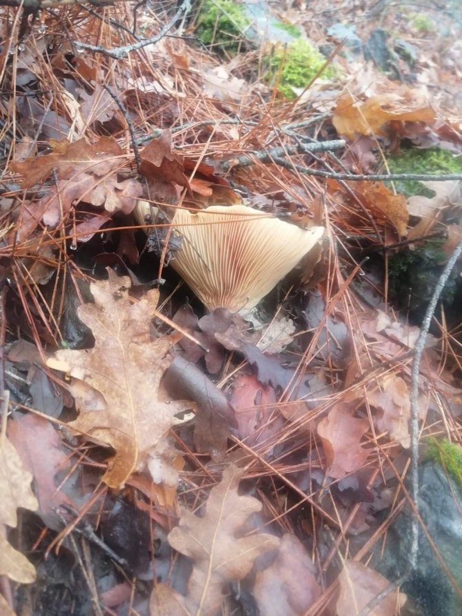 Muğla’da Çıntar Mevsimi Başladı