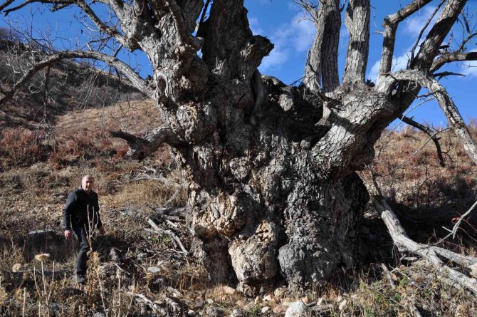 Türkiye’nin En Geniş Gövdeli Ceviz Ağacı İçin Tescil Başvurusu Yapıldı