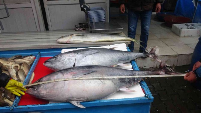 Bu Balıkları Görenler Dönüp Bir Daha Bakıyor, Fotoğraf Çekiyor