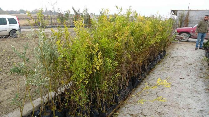 Malatya’da Meyve Fidanı Atağı