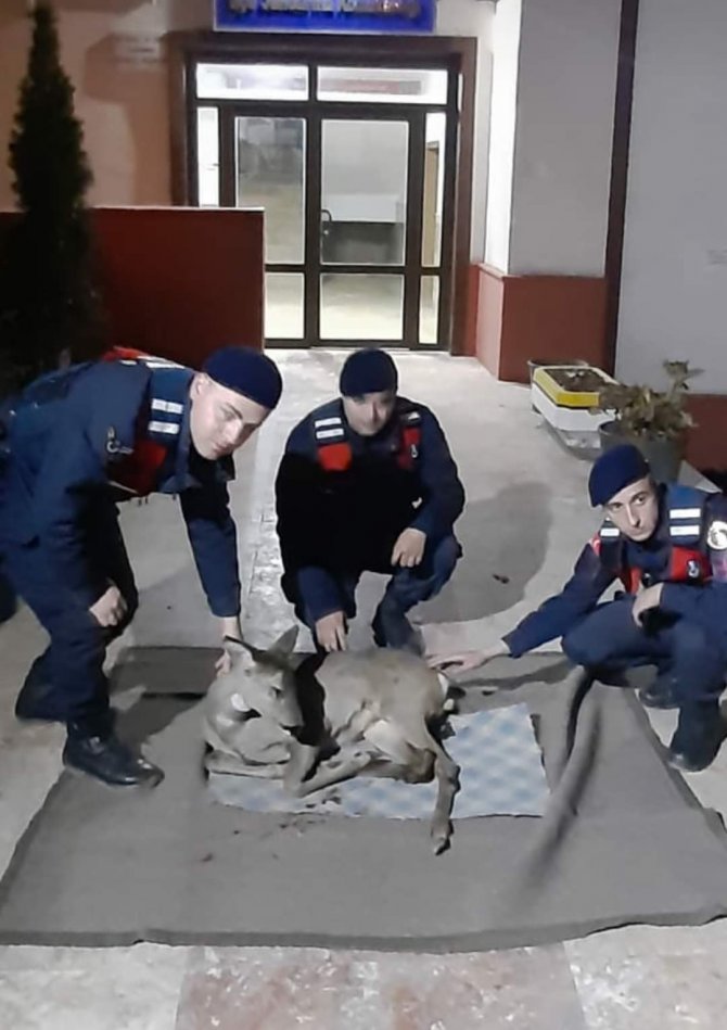 Yaralı Ceylanın Hayatını Kurtardı